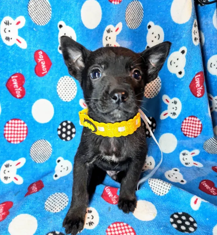 Cachorro ra a SRD-ViraLata idade Abaixo de 2 meses nome Zeus