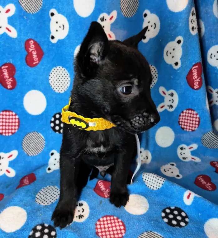 Cachorro ra a SRD-ViraLata idade Abaixo de 2 meses nome Zeus