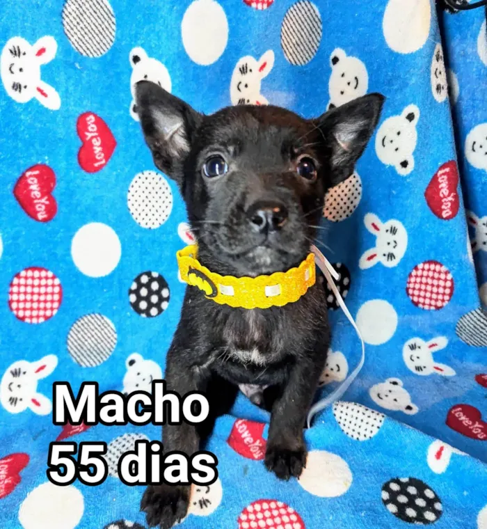 Cachorro ra a SRD-ViraLata idade Abaixo de 2 meses nome Zeus