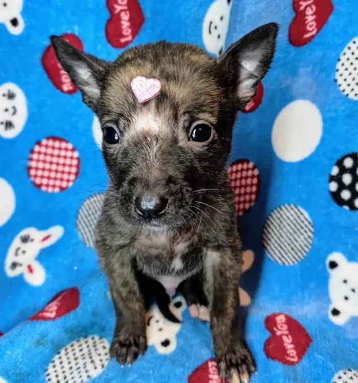 Cachorro ra a SRD-ViraLata idade Abaixo de 2 meses nome Luna