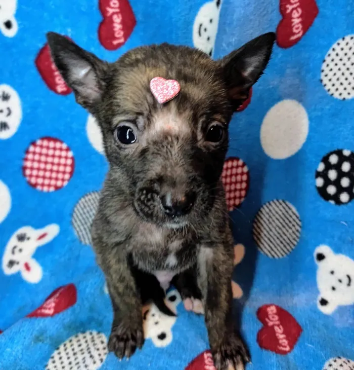 Cachorro ra a SRD-ViraLata idade Abaixo de 2 meses nome Luna