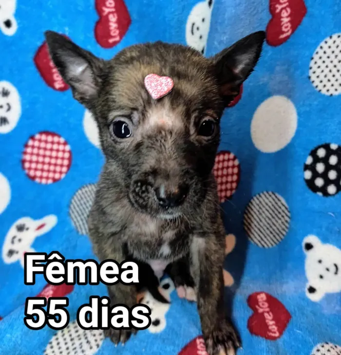 Cachorro ra a SRD-ViraLata idade Abaixo de 2 meses nome Luna