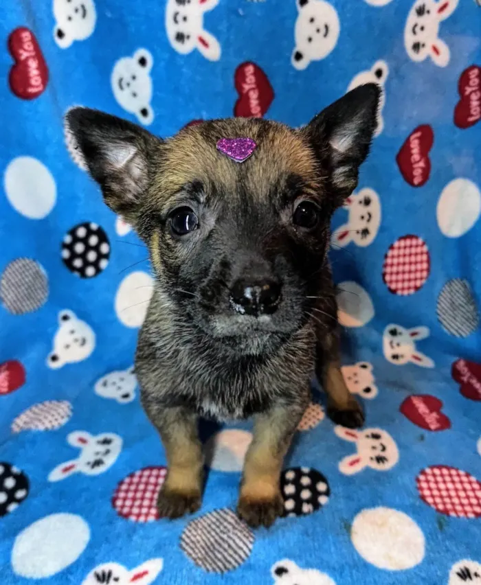 Cachorro ra a SRD-ViraLata idade Abaixo de 2 meses nome Nala