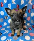 Nala