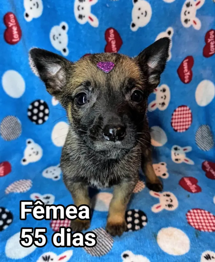 Cachorro ra a SRD-ViraLata idade Abaixo de 2 meses nome Nala