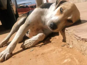 Cachorro raça SRD-ViraLata idade 1 ano nome Jujuba
