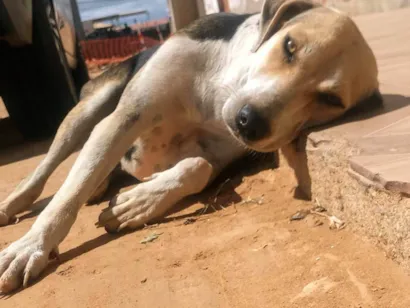 Cachorro raça SRD-ViraLata idade 1 ano nome Jujuba