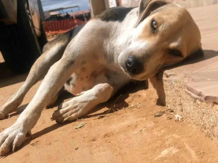 Cachorro ra a SRD-ViraLata idade 1 ano nome Jujuba