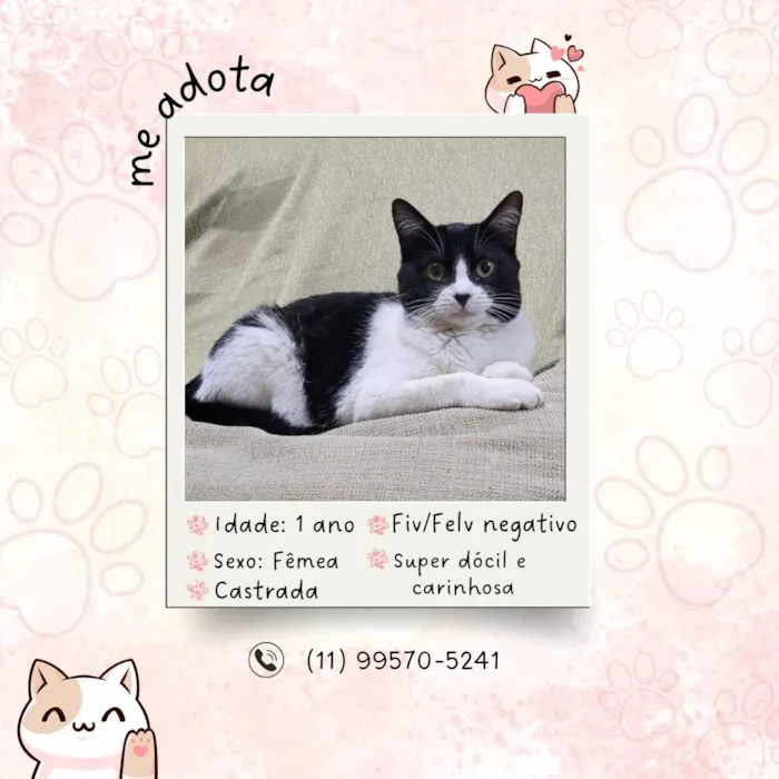 Gato ra a SRD-ViraLata idade 1 ano nome Florzinha
