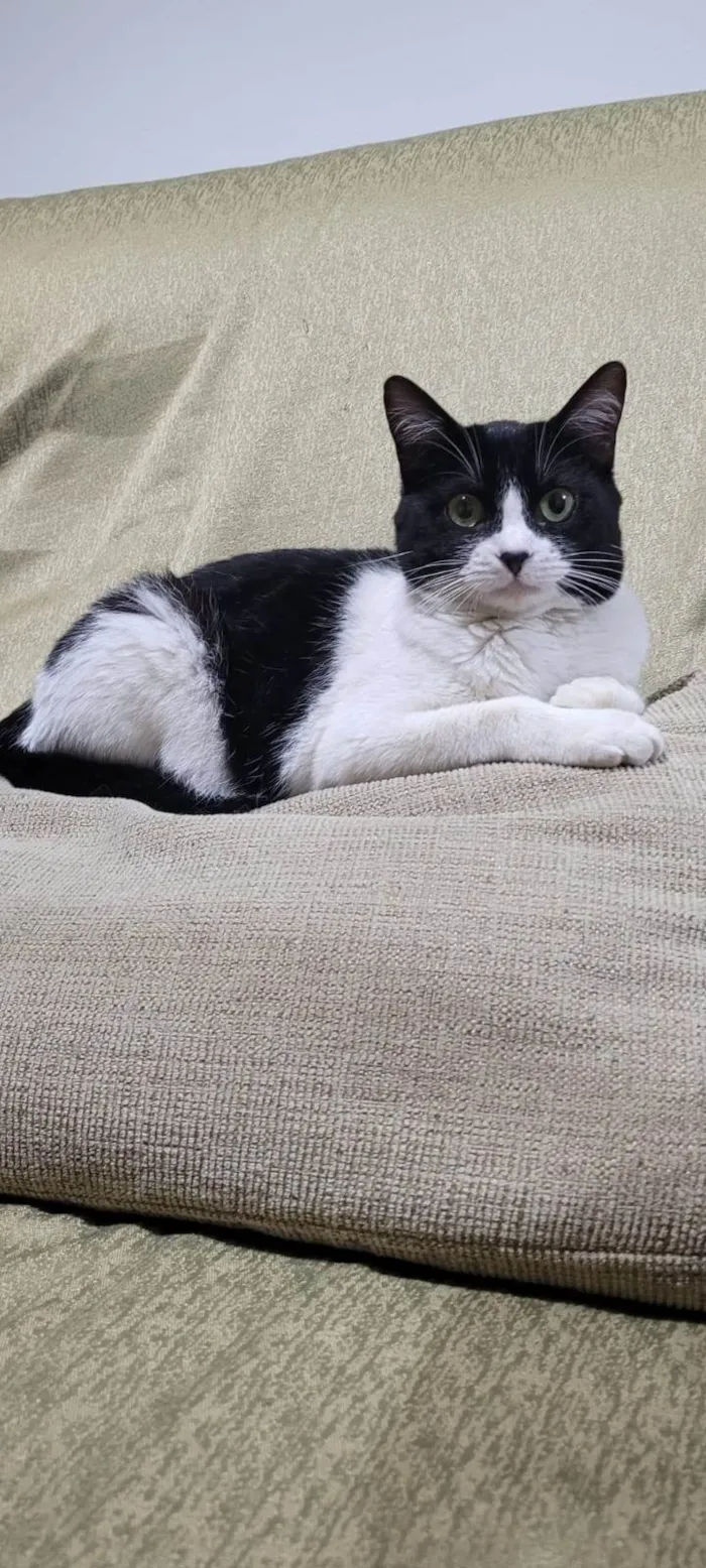 Gato ra a SRD-ViraLata idade 1 ano nome Florzinha