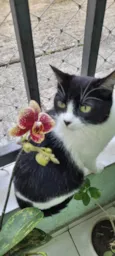 Florzinha