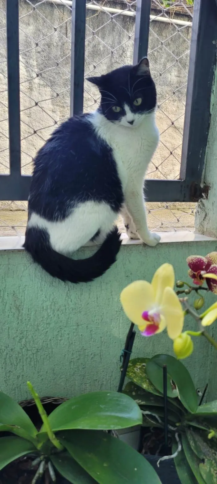 Gato ra a SRD-ViraLata idade 1 ano nome Florzinha
