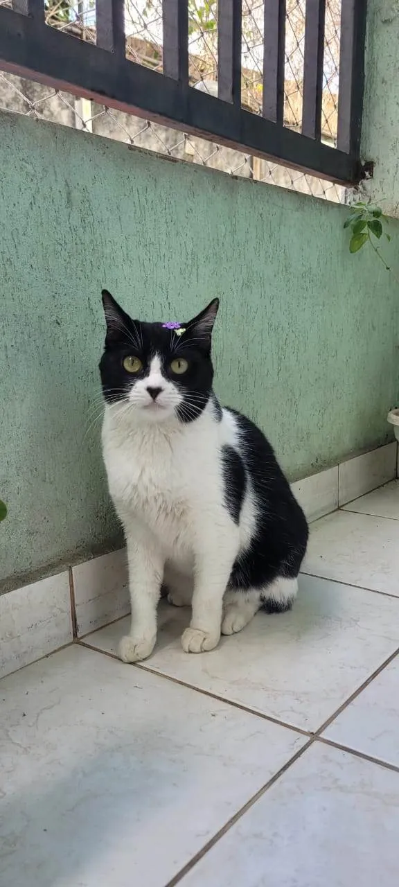 Gato ra a SRD-ViraLata idade 1 ano nome Florzinha