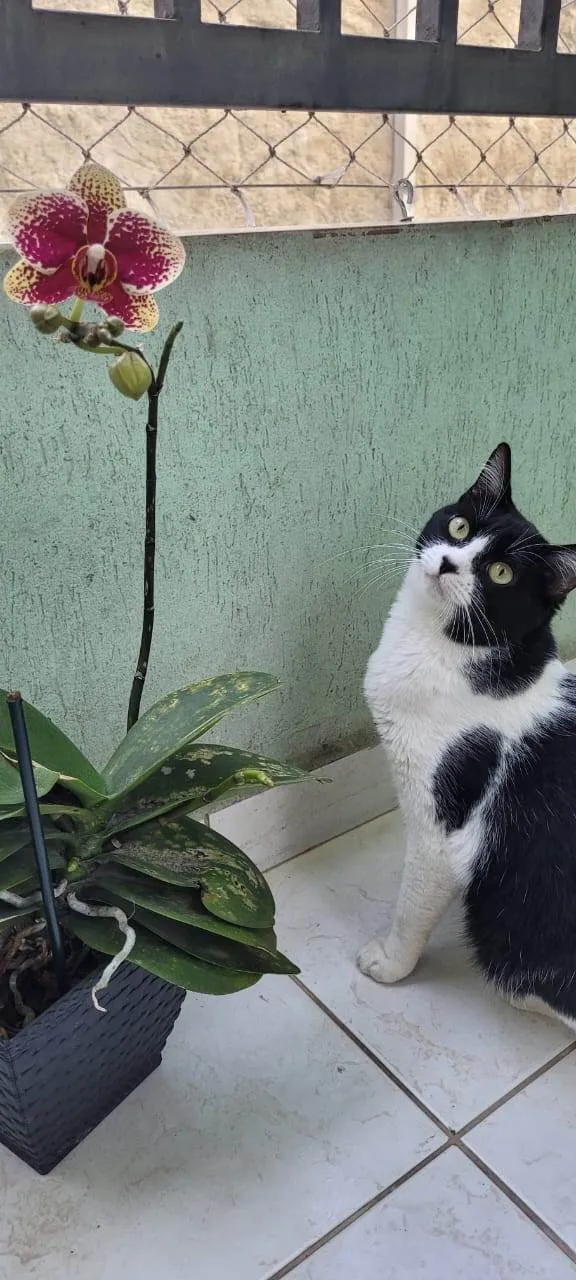 Gato ra a SRD-ViraLata idade 1 ano nome Florzinha