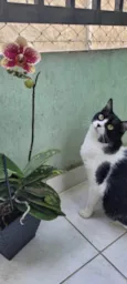 Florzinha