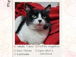 Gato raça SRD-ViraLata idade 1 ano nome Florzinha