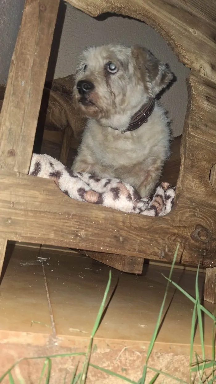 Cachorro ra a Shitzu idade 6 ou mais anos nome Não sei o nome 
