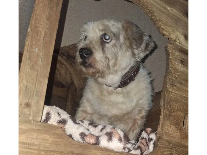 Cachorro ra a Shitzu idade 6 ou mais anos nome Não sei o nome 