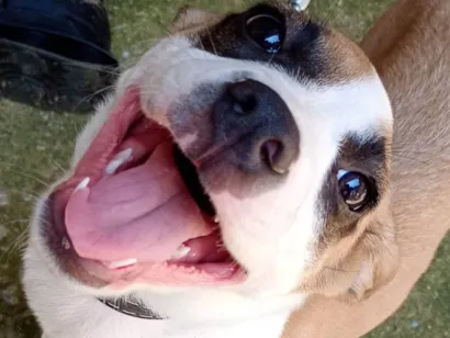 Cachorro raça SRD-ViraLata idade 2 a 6 meses nome Zeus 