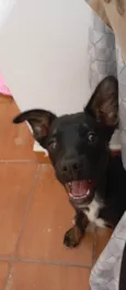 Pantera