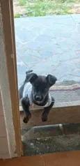 Pantera