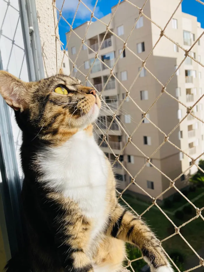 Gato ra a SRD-ViraLata idade 7 a 11 meses nome Mingau 