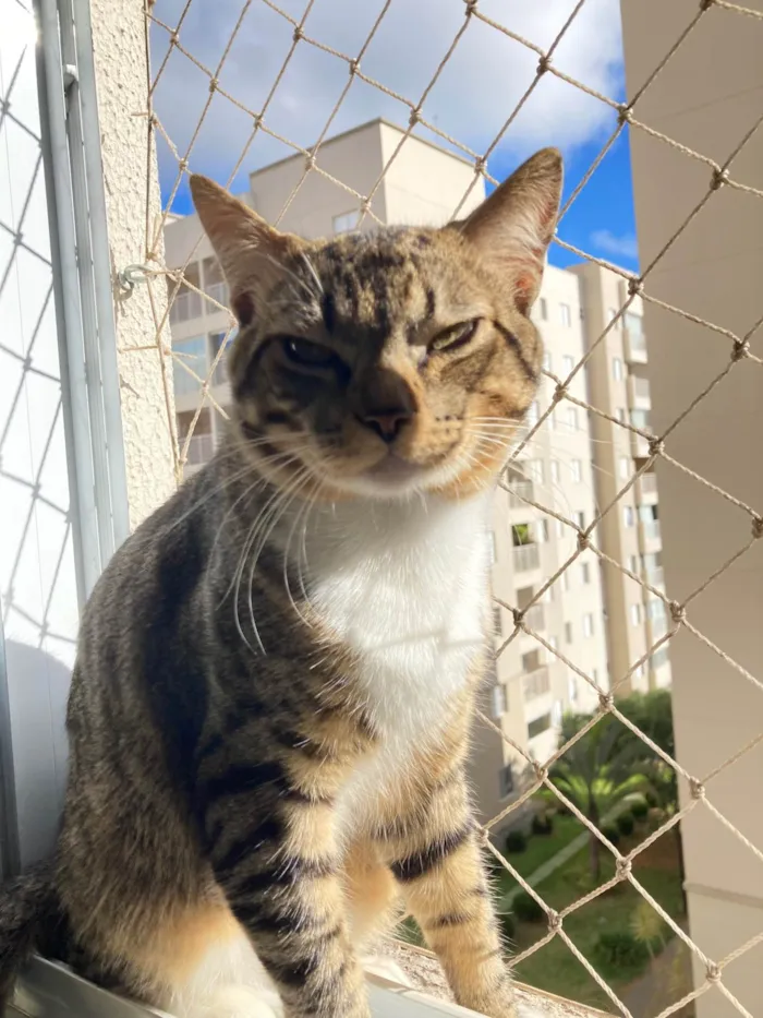 Gato ra a SRD-ViraLata idade 7 a 11 meses nome Mingau 