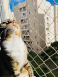 Mingau