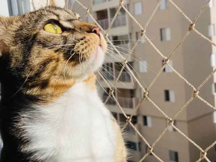 Gato ra a SRD-ViraLata idade 7 a 11 meses nome Mingau 
