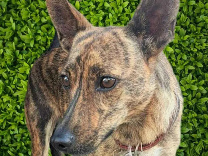 Cachorro ra a SRD-ViraLata idade 3 anos nome Tigresa