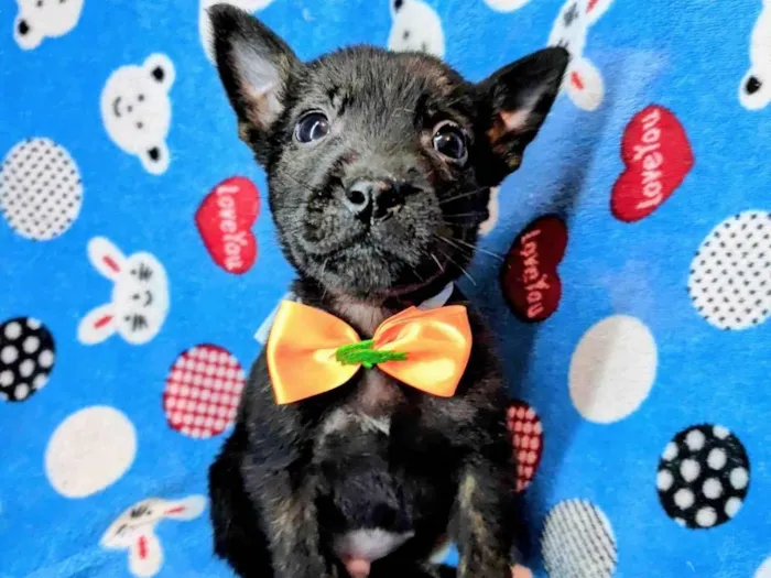 Cachorro ra a SRD-ViraLata idade Abaixo de 2 meses nome Marley