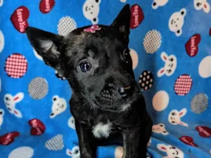 Cachorro raça SRD-ViraLata idade Abaixo de 2 meses nome Meg