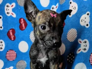 Cachorro raça SRD-ViraLata idade Abaixo de 2 meses nome Nina