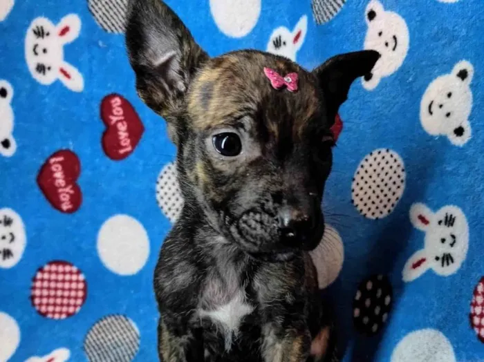 Cachorro ra a SRD-ViraLata idade Abaixo de 2 meses nome Nina