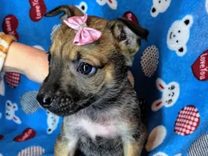 Cachorro raça SRD-ViraLata idade Abaixo de 2 meses nome Pandora