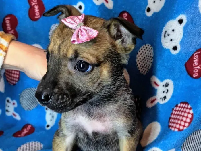Cachorro ra a SRD-ViraLata idade Abaixo de 2 meses nome Pandora