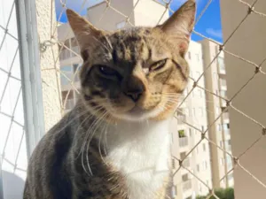 Gato raça SRD-ViraLata idade 7 a 11 meses nome Mingau 