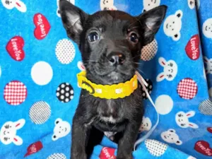 Cachorro raça SRD-ViraLata idade Abaixo de 2 meses nome Zeus