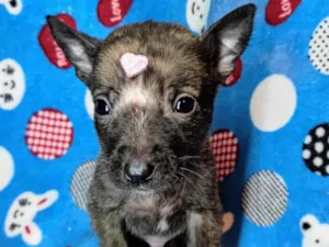 Cachorro raça SRD-ViraLata idade Abaixo de 2 meses nome Luna