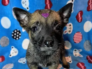 Cachorro raça SRD-ViraLata idade Abaixo de 2 meses nome Nala