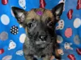 Nala