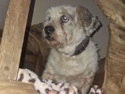 Cachorro raça Shitzu idade 6 ou mais anos nome Não sei o nome 