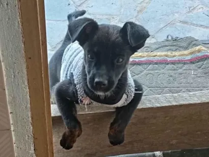 Cachorro raça SRD-ViraLata idade 2 a 6 meses nome Pantera