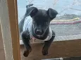 Pantera