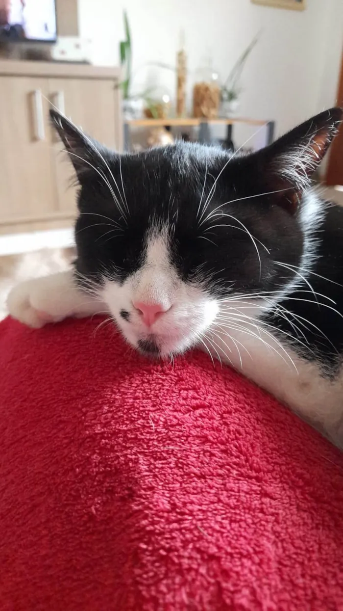 Gato ra a SRD-ViraLata idade 2 a 6 meses nome Mini