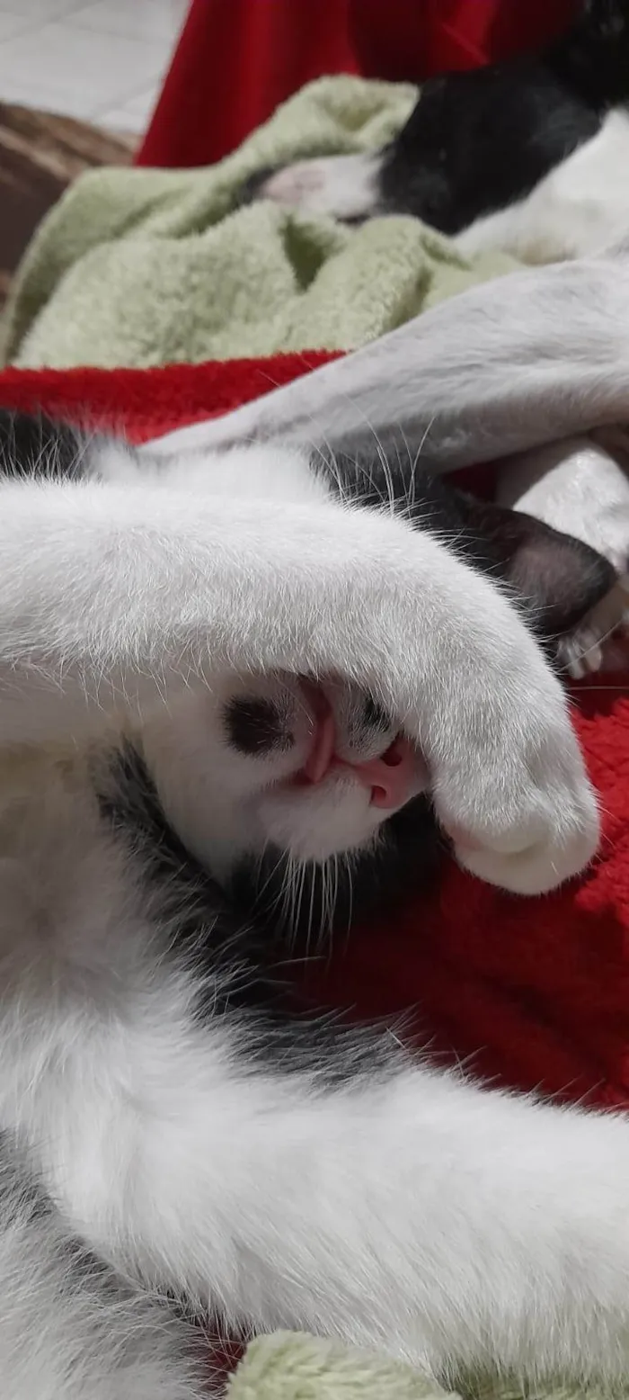 Gato ra a SRD-ViraLata idade 2 a 6 meses nome Mini