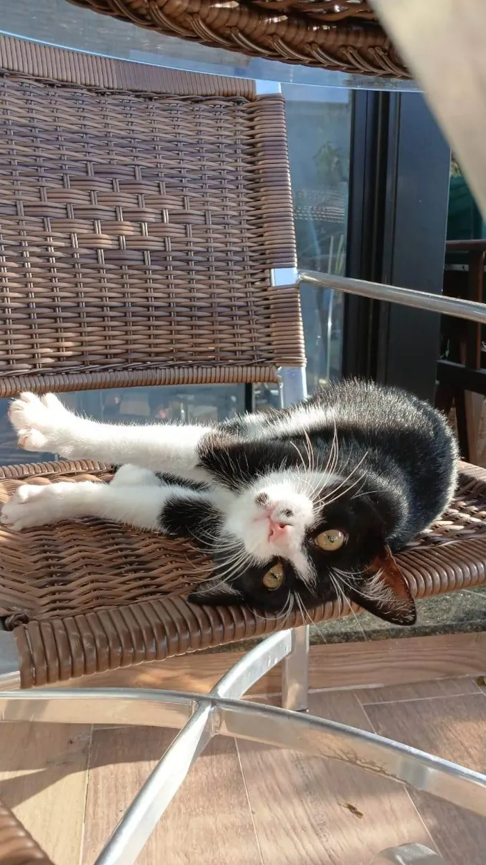 Gato ra a SRD-ViraLata idade 2 a 6 meses nome Mini