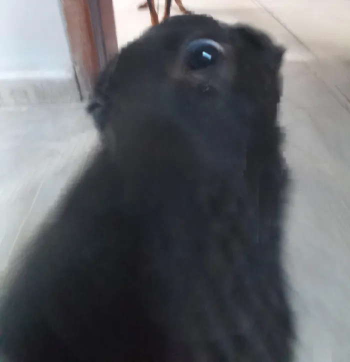 Cachorro ra a SRD-ViraLata idade 2 a 6 meses nome Toddinho 