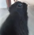 Toddinho