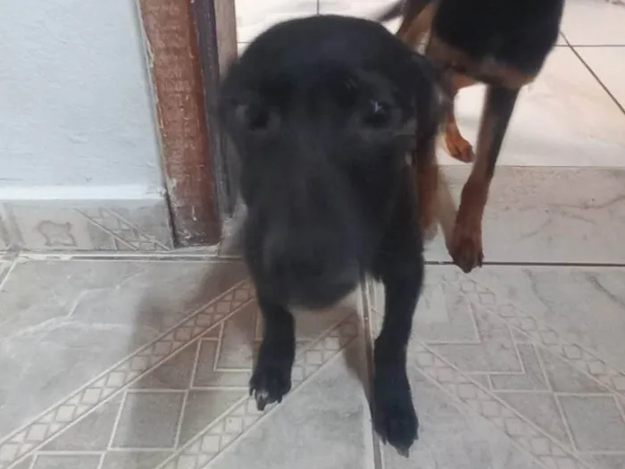 Cachorro ra a SRD-ViraLata idade 2 a 6 meses nome Toddinho 